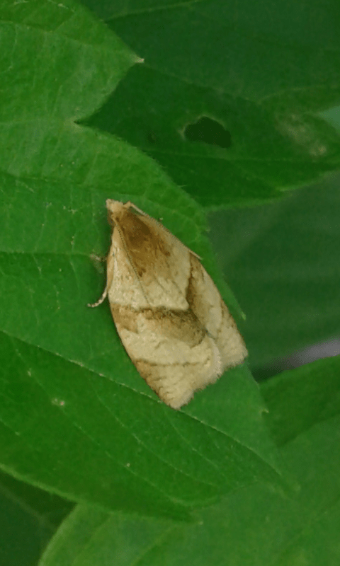 Clepsis rurinana (Tortricidae)? S